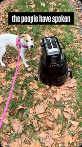 7.2K views · 50 reactions | Ginger trusts people. | Dave Hughes | Facebook