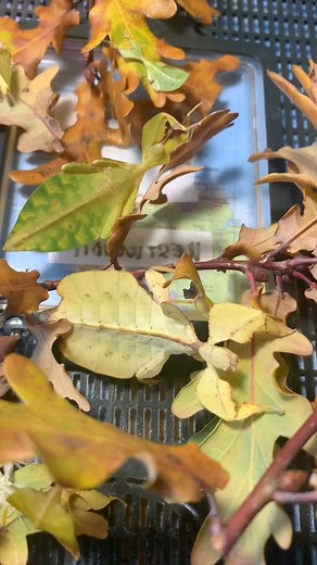 Cryptophyllium westwoodii Ratchaburi 🇹🇭👭 Watch my YouTube channel: https://youtube.com/@phylliidae01?feature=shared Follow me at Instagram: https://www.instagram.com/leaf_insects?igsh=OHJzaG8ycDI1c29o&utm_source=qr Check my Facebook: https://www.facebook.com/Phylliidae | Phylliidae - Leaf insects