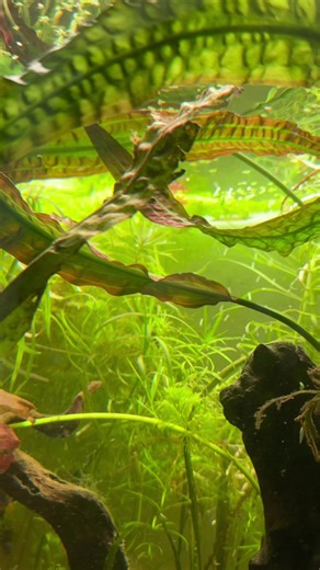 finally got hold of some large specimens of a type of cryptocoryne (the seller referred to it as crispatula but I don’t think that’s the right variety as the leafs are much wider). Big thanks to my dad who picked it up for me! this really gives this tank that little extra that I wanted. a little more moss and some ferns then I think I’ll be happy! #aquarium #aquascaping #discus #plantedaquarium #fyp