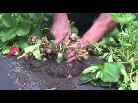 Strawberry Diagnostics: Anthracnose crown rot - advanced symptoms