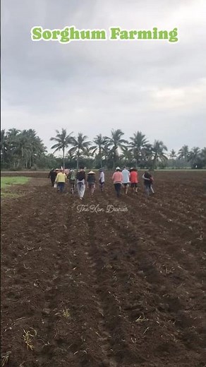 How to plant sorghum