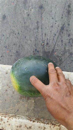 Experiment in Two Watermelon 🍉🍉