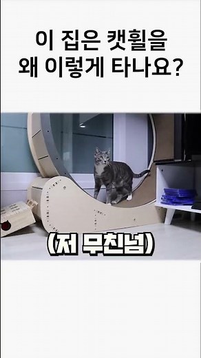 How to Exercise with Your Cat