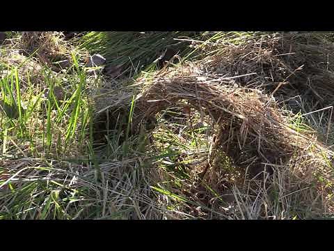 Coon Trapping With RBG Bodygrip Traps