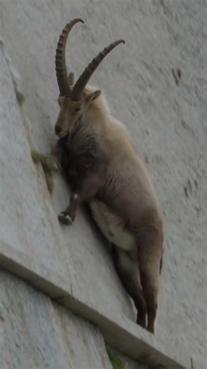 Ibex Miraculously Survives a Sheer Vertical Cliff Fall! 🐐💥 #wildlife #animals #alpineibex #nature