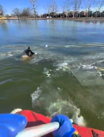In the grip of single-digit temperatures, a dog wandered onto the ice and suddenly found itself in a life-threatening situation. The ice gave way, leaving the dog trapped in frigid water, unable to swim to safety as the cold quickly took its toll. Within moments, our Marine #Rescue Task Force received the call and went to work. Crews launched, navigated the frozen conditions, and reached the dog just in time, carefully pulling it from the icy water and bringing it to safety. We’re happy to repor