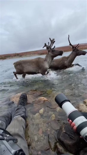 One of the craziest moment of my wildlife photographer career! With my good friend Alexis Pageau!#caribou #wildlife #wildlifephotography #canada