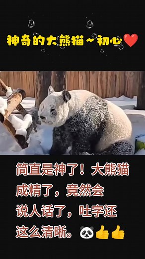 Show you the pandas 🐼 #Cute animals all#Cute #lnteresting #panda