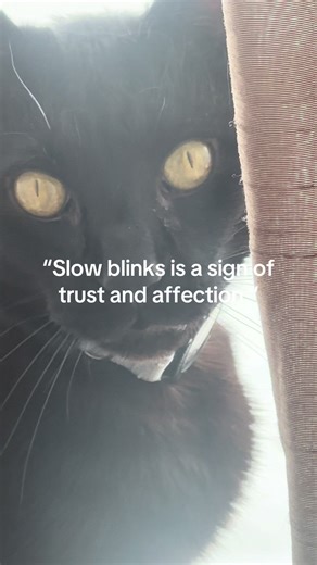 Understanding Cat Behavior: The Significance of Slow Blinks