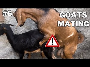 Goat Breeding Season | Natural Goat Behavior | Farm Life Documentary