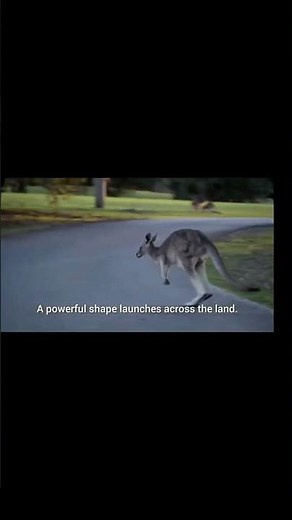 Epic Kangaroo Jumps in the Wild 🦘 | Fast & Powerful Wildlife Moments #animals #cute