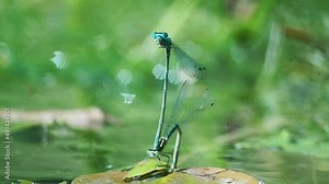 video of four blue needle dragonfly (Ischnura heterosticta) flying over the water