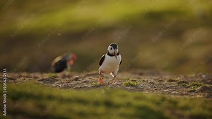 Slow Motion Close Up Puffin Walking on Skomer Island, Atlantic Puffins Walking on Ground in Beautiful Warm Golden Hour Light and Sunlight, UK Birds and Birdlife in UK Wildlife Shot, Low Angle Bird