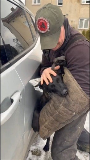 Owczarek belgijski Malinois kobra trening Dogs for Personal Protection Poland Sylwester Żołyński | Dogs for Personal Protection Poland Sylwester Żołyński