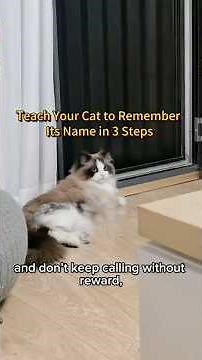 How to Teach Your Cat Its Name | 3 Easy Steps #CatTraining #CatTips #CatFacts