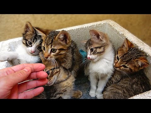 5 Angry Kittens Hiss at Me And The Mom Cat Tries to Calm Them Down ( part 2 ) Lucky Paws