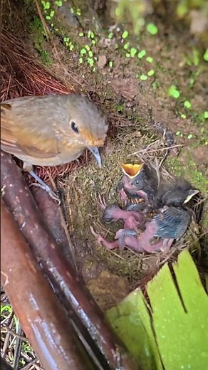 Watch the cuckoo's movements closely—it is taking the initiative to push the baby birds.仔细看杜鹃鸟的动作