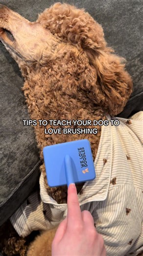 Essential Tips for New Helicopter Dog Moms