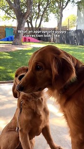 Honey, the golden puppy, loves to lick the older dogs faces till they can’t stand it anymore. Charlie, the older golden, corrects her just enough to tell her back off and give space. Dogs learn through corrections!! | Wild Dogs