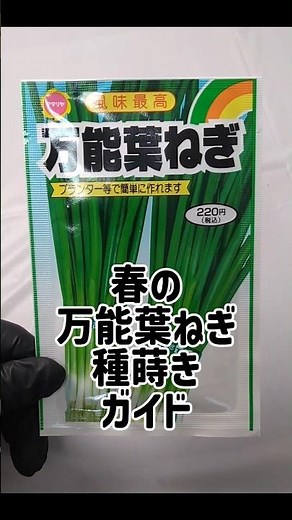 春の種蒔き 第1弾 万能葉ねぎ この種、何日で発芽すると思いますか？ 成長の様子を毎日観察していきます #水耕栽培 #家庭菜園 #葉ねぎ #種まき #野菜作り