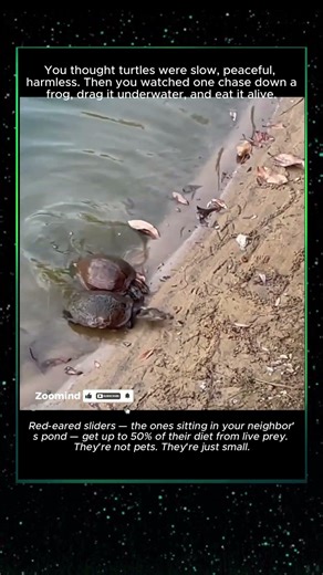 You've Been Lied To About Turtles Your Whole Life #shorts #animals #facts #fighting #animals #omg