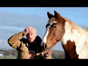 Dieser eine Fehler stellte mein Leben mit Pferden auf den Kopf