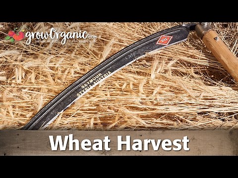 Tips to Help You Prepare For Your Wheat Harvest