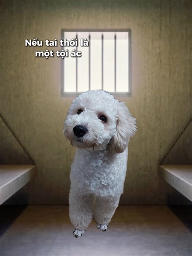 hít phát cút luôn 😓 #boo #dog