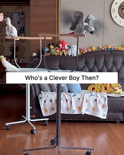 He Wanted A Better View… So He Solved The Problem Himself. Who's A Clever Boy Then?
