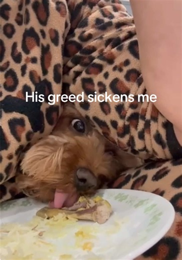 Help he stole my food #fyp #dogsoftiktok #maltipoo | maltipoo