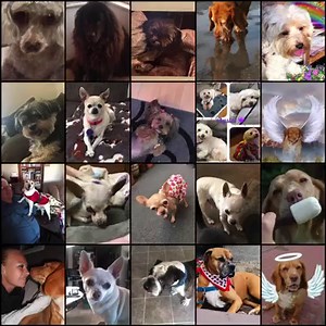 Today is Rainbow 🌈 Bridge Remembrance Day, a day we honor those beloved pets who have made the heartbreaking trip to the Rainbow Bridge, where they await the day we will reunite with them. Please enjoy this video of SO many pets who have touched the lives of all of you. We were blown away by the number of photos submitted, knowing that each and every one of these animals has truly touched the hearts and lives of their humans. Thank you for sharing your beloved pets with us, and thank you for ca