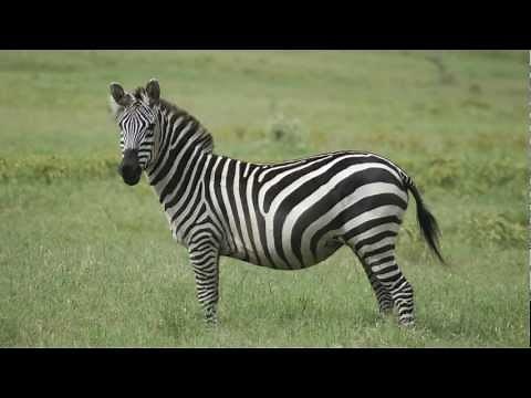 ZEBRA | ASL - American Sign Language