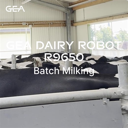 25K views · 231 reactions | Batch milking redefined.  The GEA...