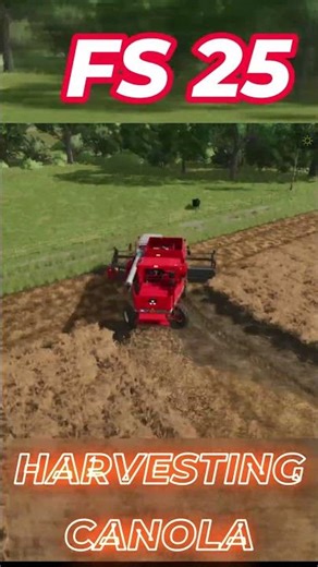 The Most SATISFYING Canola Harvest in FS25! 🌾🚜#FarmingSimulator25 #FS25 #CanolaHarvest