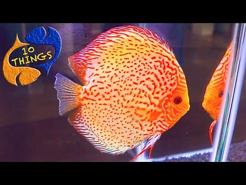 The Most Gorgeous Fish In The Hobby? Top 10 Things You Should Know About Discus!