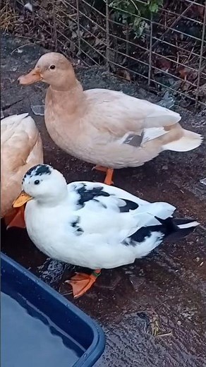 Stunning Call Ducks 🦆 Magpie & Apricot Beauties