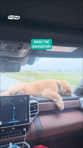 216K views · 3K reactions | Nash on the dash!  : @nash.thegoldenretriever | Furry Tails | Facebook