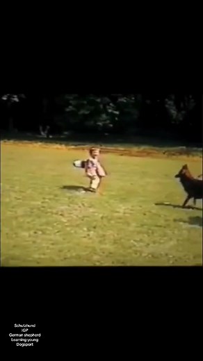 622K views · 14K reactions | What do uou think I think its great letting this kid practice decoy #igp #germanshepherd #dog. #schutzhund #4u | Jessy’s Dog | Facebook