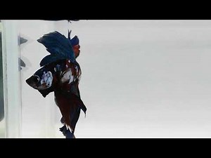 Halfmoon Galaxy T189