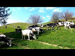 Moving To Greener Pastures! Dairy Cows Grazing!