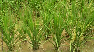 Green ripe rice plants in the rice farm - agricultural scene - Harvest season in thailand - footage from Nakhon Si Thammarat