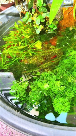 Red Cherry Dwarf Shrimps Care Guide