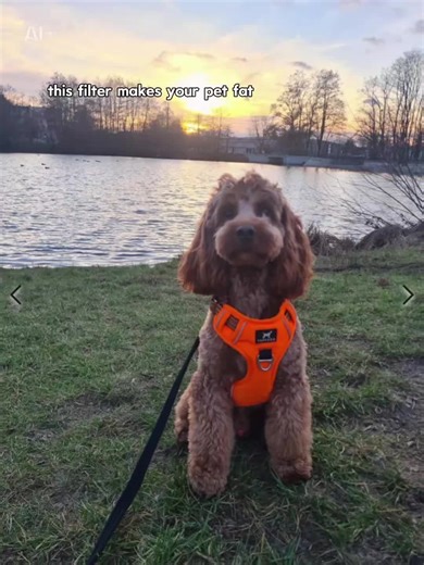 #CapCut #trendingvideo #fyp #viral_video #cocapoopuppy #dogsoftiktokviral #dog #