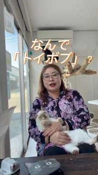 なんで「トイボブ」？ #トイボブ #toybob #猫のいる暮らし #にゃんグラム #猫好きさんと繋がりたい ‪@kichifrost‬