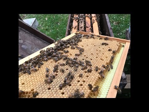 Improve Hive Health With Beetle Buster Baseboard