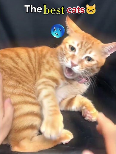 These Might Be the Best Cats on the Internet 😳#cats #catshorts #funnycats