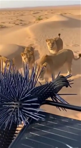 1 Man vs 5 Lions: The Ultimate Spiked Armor Test! 🦁🛡️