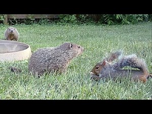 Groundhog and squirrel eating together peacefully