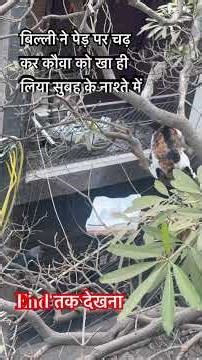 Poor Cat ate Raven in Breakfast