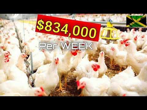 How to make $1Milllion raising Chickens in JAMAICA